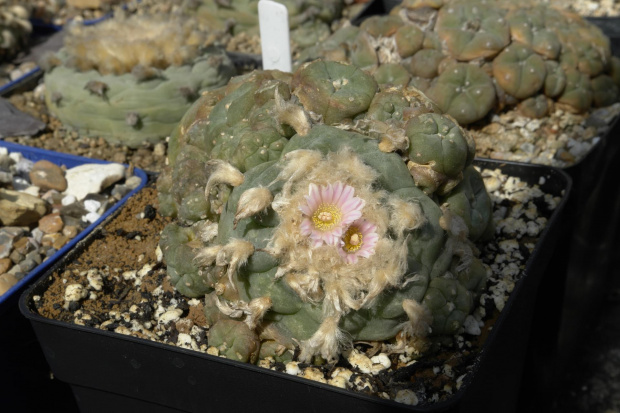 Lophophora williamsii