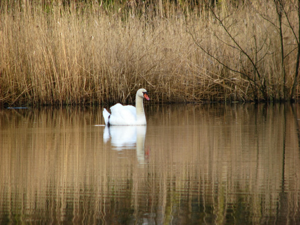 łabędź i łyska #przyroda #natura #zwierzęta #ptaki #ornitologia #NadWodą #staw #krajobraz #LustroWody #łabędzie