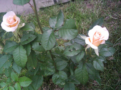 Róża z mojego ogródka. #Róże #kwiaty #przyroda