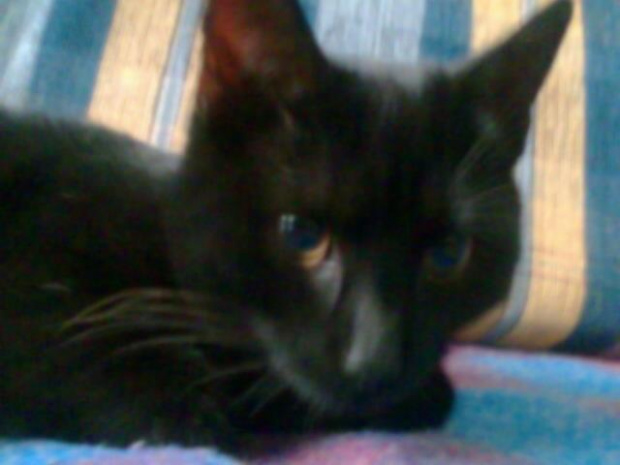 Imuś #imo #emo #kot #czarny #oczy