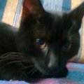 Imuś #imo #emo #kot #czarny #oczy