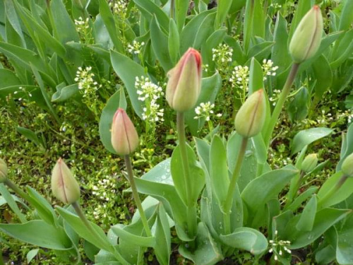 #tulipany