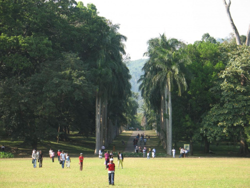 ogród botaniczny w Peradenji