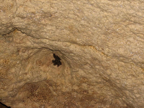 Jura - jaskinia nietoperzowa
