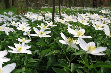 Las Nadleśnictwa Brzeziny w Kaletniku gm. Koluszki #Koluszki #wiosna #las #NadlesnictwoBrzezinyKaletnik #staw #Lisowice #Rochna