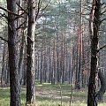 Las Nadleśnictwa Brzeziny w Kaletniku gm. Koluszki #Koluszki #wiosna #las #NadlesnictwoBrzezinyKaletnik