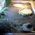 Terrarium