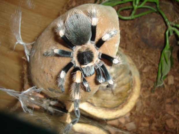 Brachypelma smithi