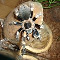 Brachypelma smithi