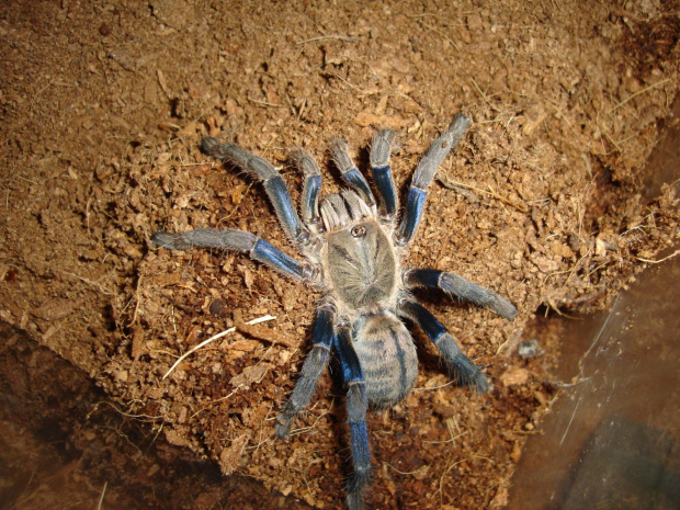 Haplopelma lividum