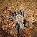 Haplopelma lividum