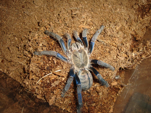 Haplopelma lividum