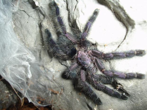 Avicularia purpurea