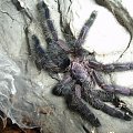 Avicularia purpurea