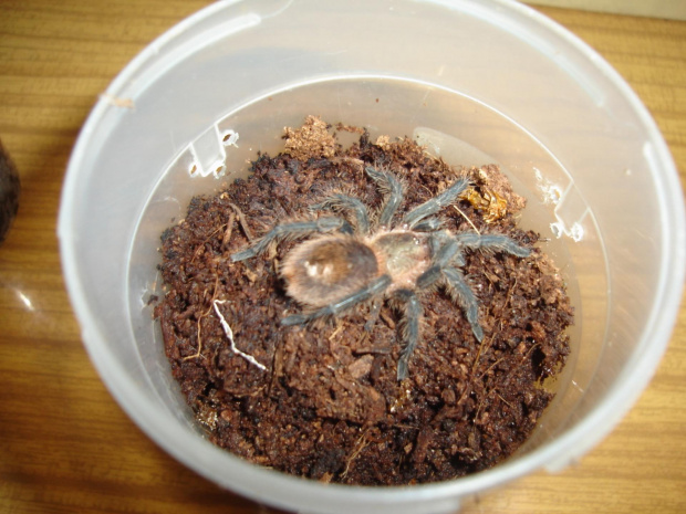 Trixopelma cyaneum