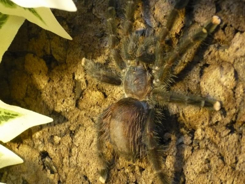 Avicularia