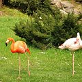 Flamingi 25 IV 08 #flaming #flamingi #natura #fauna