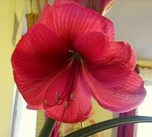 Hippeastrum hybr.