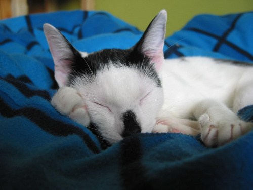 NoWay - kotka domowa, kwiecień 2008r. #KotKotkaDomowaKoty