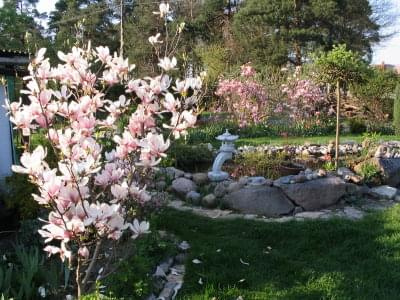 2008 wiosna #wiosna #kwiaty #ogród