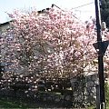 2008 wiosna #WiosnaKwiatyOgród
