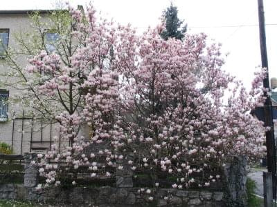 2008 wiosna #wiosna #kwiaty #ogród
