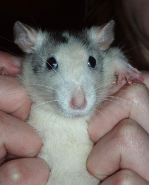 moja szczurzyca LISA