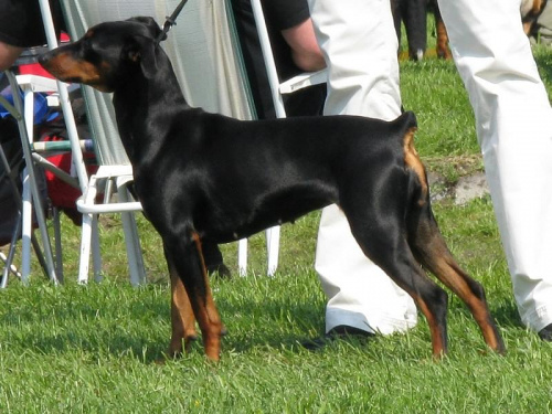 #PinczerŚredni #GermanPinscher