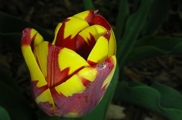 #KolorowyTulipan #tulipan #kolorowy #kolor #ŁadnyTulipan #ŁadnyKolorowyTulipan #TulipanWOgrodzie #ogród #botanika #Powsin #OgródBotanicznyWPowsinie #OgródWPowsinie #BotanikaWPowsinie #KolorowyKwiatWOgrodzie #KolorowyTulipanWOgrodzie #kolory