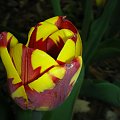 #KolorowyTulipan #tulipan #kolorowy #kolor #ŁadnyTulipan #ŁadnyKolorowyTulipan #TulipanWOgrodzie #ogród #botanika #Powsin #OgródBotanicznyWPowsinie #OgródWPowsinie #BotanikaWPowsinie #KolorowyKwiatWOgrodzie #KolorowyTulipanWOgrodzie #kolory