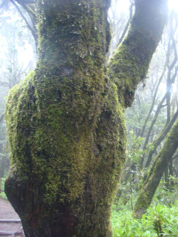 la gomera 8.4.08