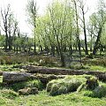 Park w Wielkiej Brytanii #przyroda #natura #krajobraz #drzewa #rośliny #zwierzęta #park #niebo