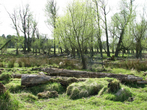 Park w Wielkiej Brytanii #przyroda #natura #krajobraz #drzewa #rośliny #zwierzęta #park #niebo