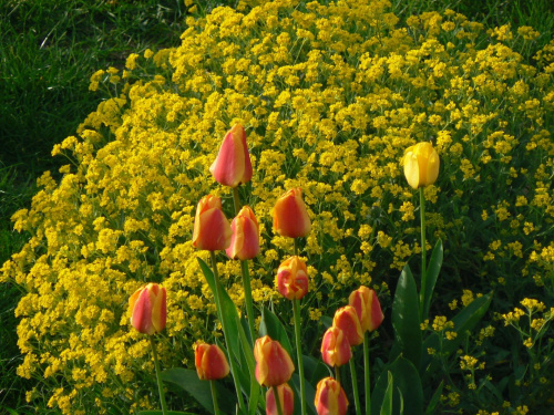 #kwiaty #tulipany #ogród