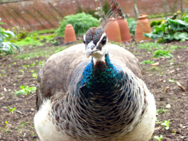 Paw indyjski (Pavo cristatus) - duży ptak grzebiący z rodziny kurowatych #przyroda #natura #zwierzęta #ptaki #krajobraz #paw #fauna #flora