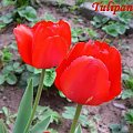 Tulipany