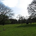 Park w Wielkiej Brytanii #przyroda #natura #krajobraz #drzewa #rośliny #zwierzęta #park #niebo