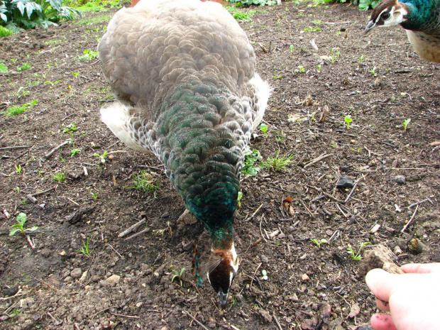 Paw indyjski (Pavo cristatus) - duży ptak grzebiący z rodziny kurowatych #przyroda #natura #zwierzęta #ptaki #krajobraz #paw #fauna #flora