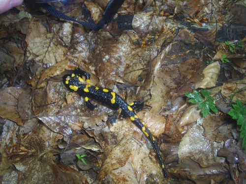 Salamandra plamista #Płazy