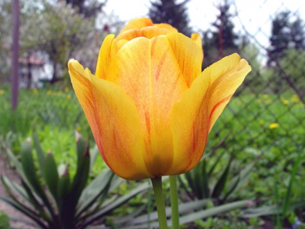 Tulipan #kwiaty #ogród #wiosna
