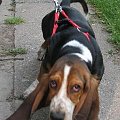 Daleko jeszcze? #pies #BassetHound #Boogie #Ostrołęka