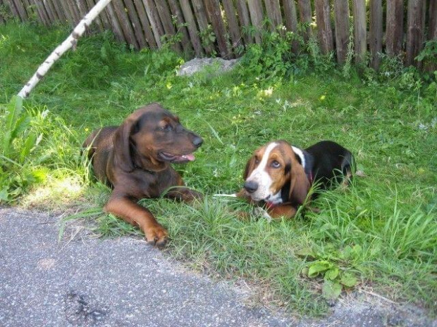 Ja i Elf. #pies #psy #BassetHound #Boogie #Ostrołęka