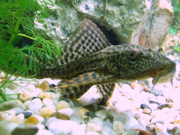 Ancistrus dolichopterus (Zbrojnik niebieski)