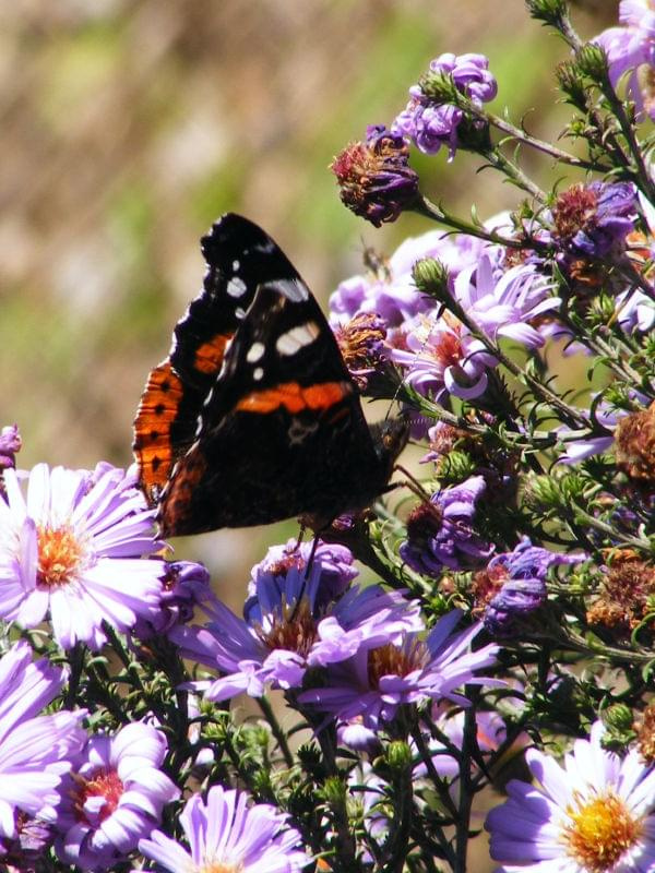 Brenna #Góry #Motyl #Brenna