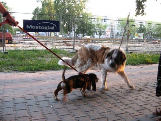 Ja i sąsiadka z Bielan... #pies #psy #BassetHound #Boogie #Ostrołęka