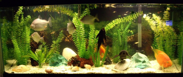 moje akwarium - widoczne piekne muszle i rozgwiazda to prezent od Inka47 z nad brzegu oceanu :) Bardzo Dziekuje Ineczko ! :) #akwarium #ryby