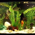 moje akwarium - widoczne piekne muszle i rozgwiazda to prezent od Inka47 z nad brzegu oceanu :) Bardzo Dziekuje Ineczko ! :) #akwarium #ryby