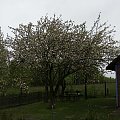 Kwitnąca jabłoń (4) #JabłońOliwka