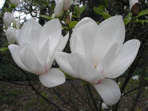 Magnolie #Ogrody