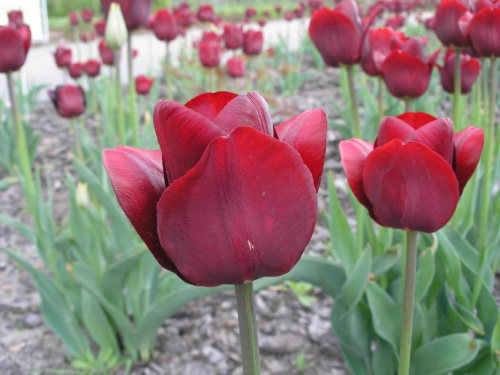 tulipan 'Jan Reus'